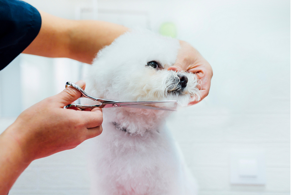 Makas Tirasi Patice Pet Kuafor Kopek Kuaforu Kedi Kuaforu Anestezisiz Tiras