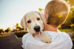 köpek bakımı