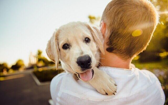 köpek bakımı