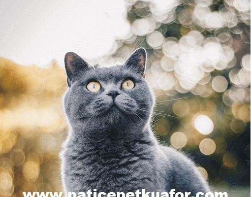 britishshorthair bakımı