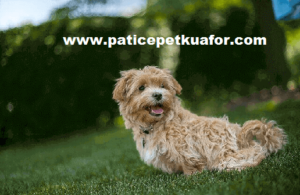 maltipoo tıraşı